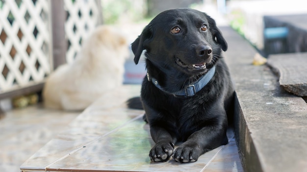 Mignon chien noir assis sur le sol.