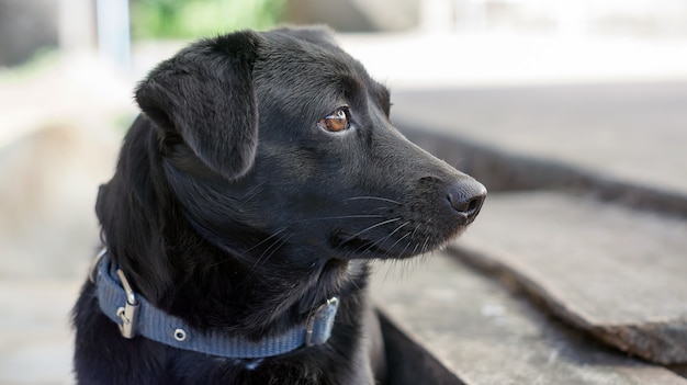 Mignon chien noir assis sur le sol.