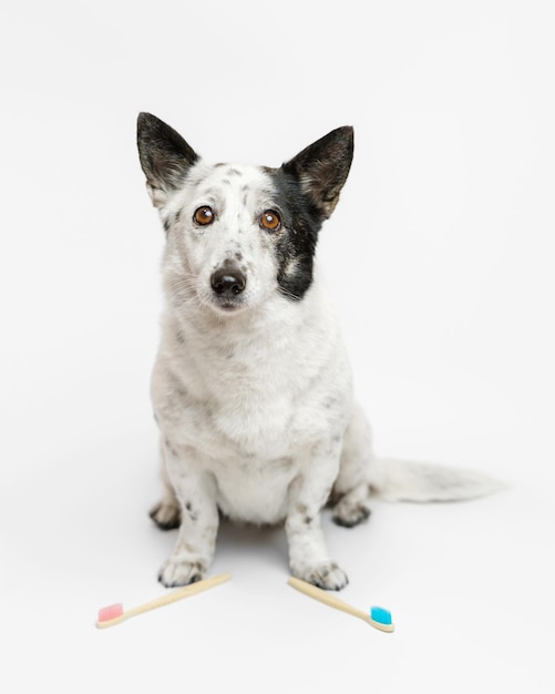 Un mignon chien noir et blanc est assis, regardant une caméra, des brosses à dents roses et bleues devant elle.