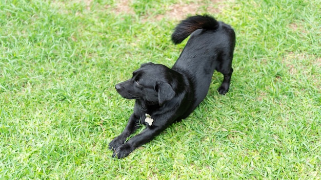 Mignon chien noir sur une herbe verte.