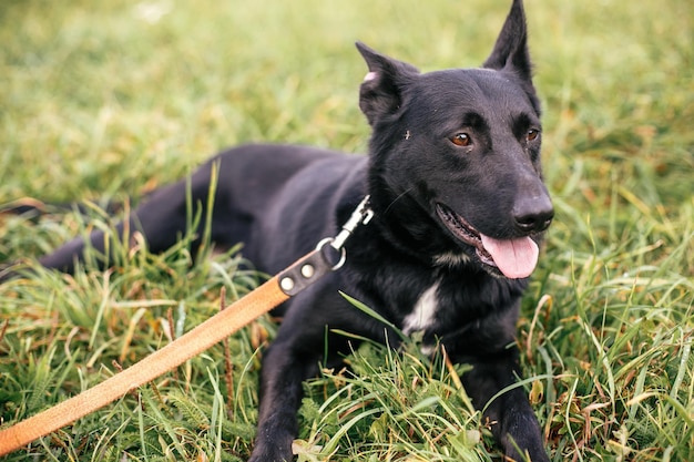 Mignon Chien Noir Total Errant Allongé Et Jouant Dans Le Parc D'été Vert Concept D'adoption Sauver Les Animaux Adorable Chien Avec De Douces émotions Jouant Dans L'herbe