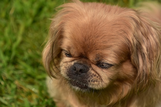 Mignon chien pékinois au gingembre avec son nez froissé tout en jouant à l'extérieur.