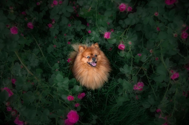 Mignon chien poméranien moelleux en plein air