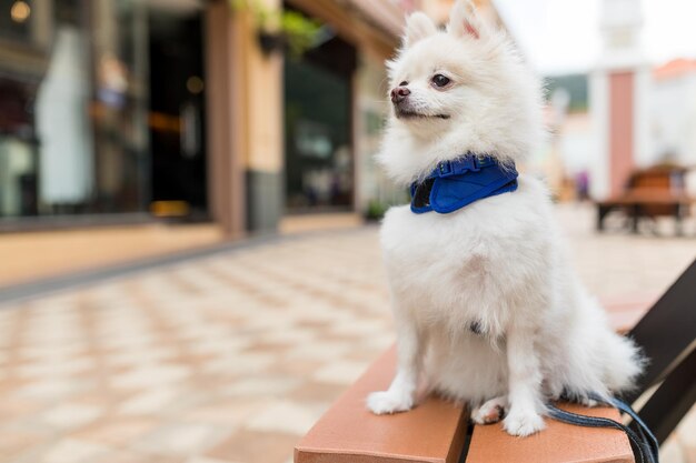 mignon chien poméranien