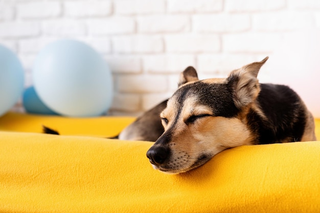 Mignon chien de race mixte fatigué dormant sur un lit de chien jaune à la maison avec des ballons sur fond