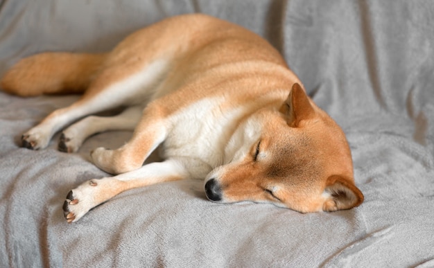Un mignon chien Shiba inu rouge dort sur un canapé gris à la maison