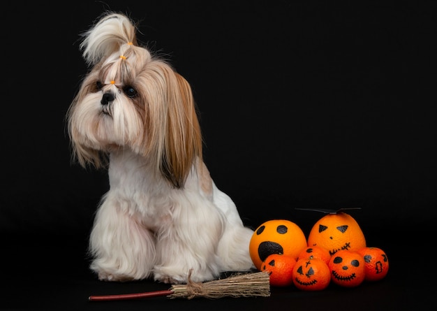 Un mignon chien shih tzu avec des agrumes d'halloween