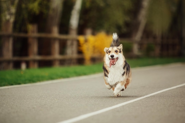 Mignon chien Welsh Corgi en plein air