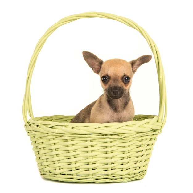 Photo un mignon chihuahua brun est assis dans un panier vert citron sur un fond blanc.