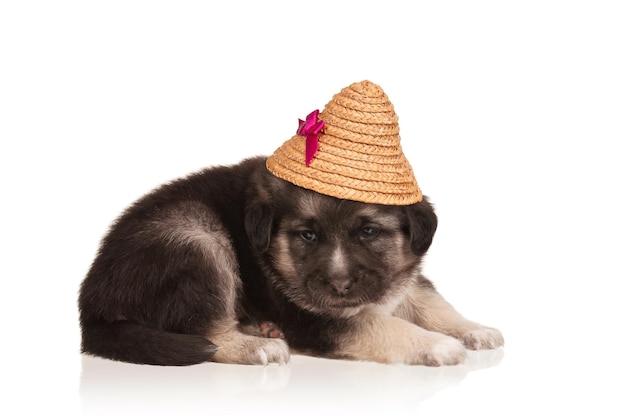 Un mignon chiot de 3 semaines avec un chapeau de paille sur un fond blanc.