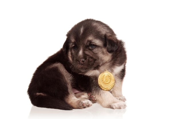 Un mignon chiot de 3 semaines avec une médaille d'or sur un fond blanc.