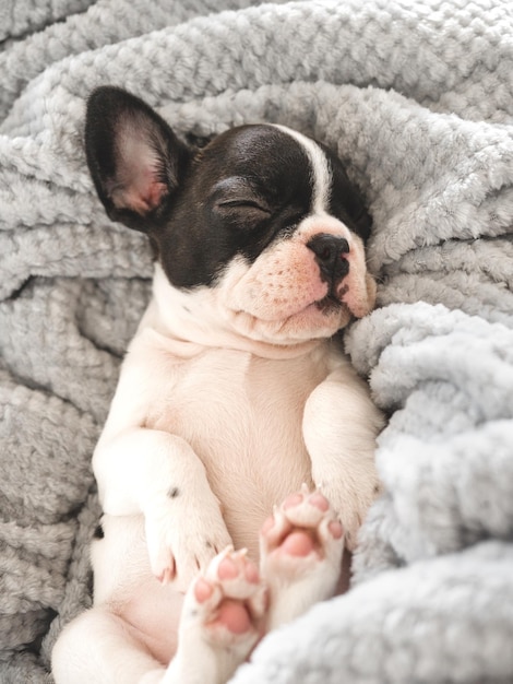 Un mignon chiot allongé sur le lit dans le salon.