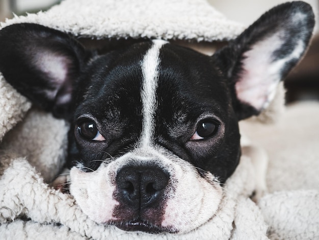 Un mignon chiot allongé sur le lit dans le salon.