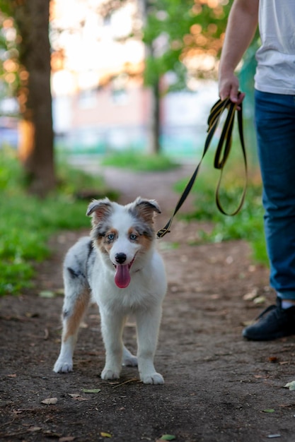 Mignon chiot berger australien Un animal de compagnie se promène dans le parc à l'extérieur Chien australien aux yeux bleus