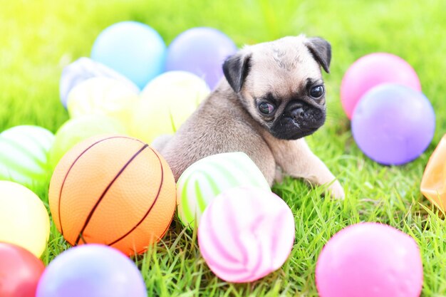 Photo un mignon chiot brun pug avec une balle colorée dans la pelouse verte