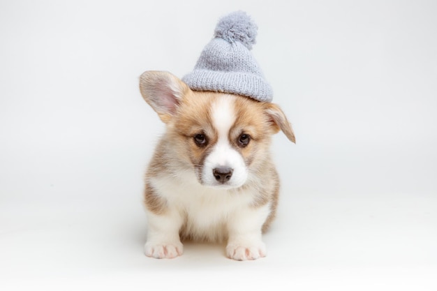 Mignon chiot corgi gallois dans un bonnet tricoté est assis sur un fond blanc