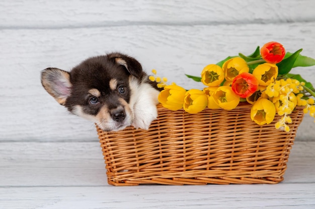 Photo un mignon chiot de corgi gallois dans un panier avec des fleurs de printemps, des tulipes jaunes sur un fond en bois clair