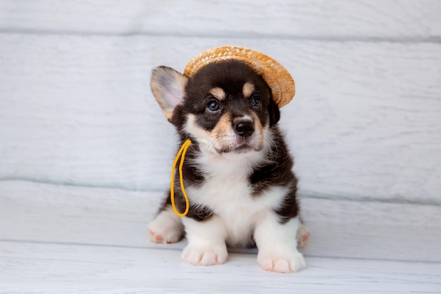 Un mignon chiot de corgi gallois sur un fond en bois clair