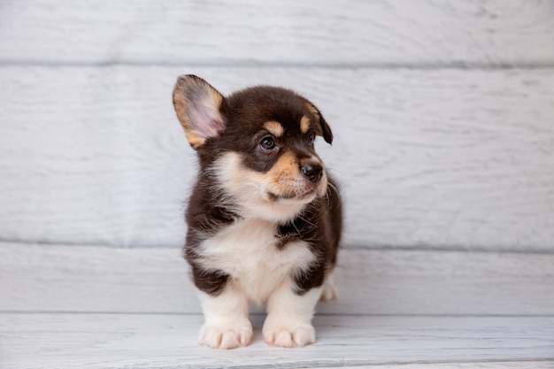 Photo un mignon chiot de corgi gallois sur un fond en bois clair