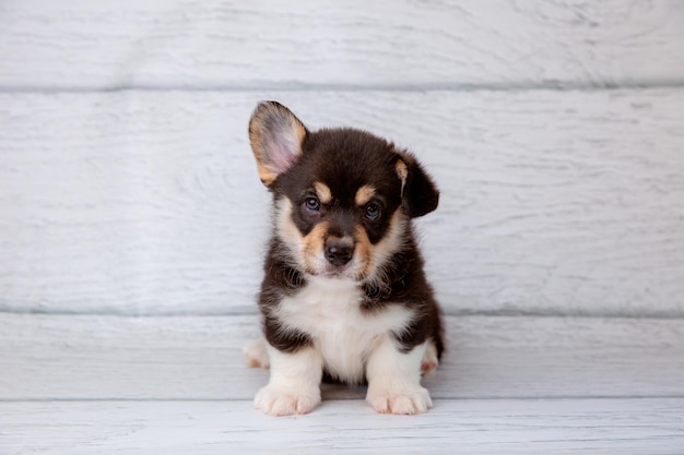 Un mignon chiot de corgi gallois sur un fond en bois clair