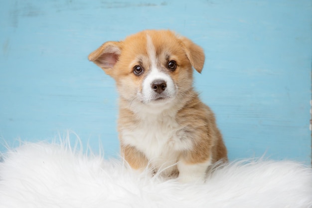 Mignon chiot corgi gallois pembroke assis sur un fond bleu