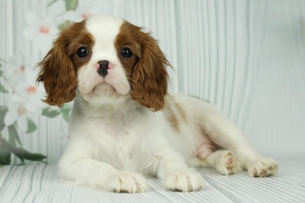 Un mignon chiot d'espagnol roi Charles sur un fond clair