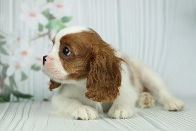 Un mignon chiot d'espagnol roi Charles sur un fond clair