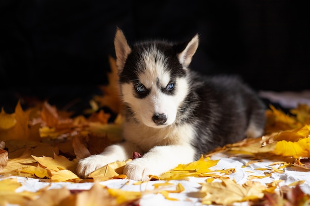 Mignon chiot husky sibérien noir et blanc en studio