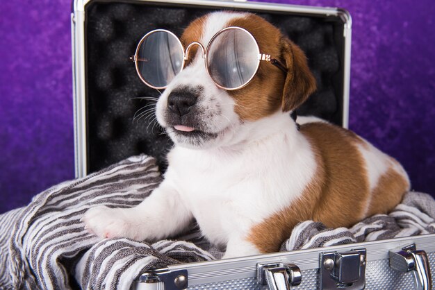 Mignon chiot jack russell terrier chien avec des lunettes se trouve dans une valise