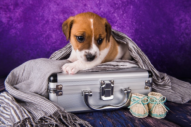 Le mignon chiot jack russell terrier est assis dans une valise pour voyager