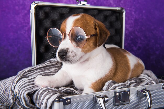 Le mignon chiot Jack Russell Terrier avec des lunettes est assis dans une valise pour voyager. Emmenez-moi avec vous en vacances.