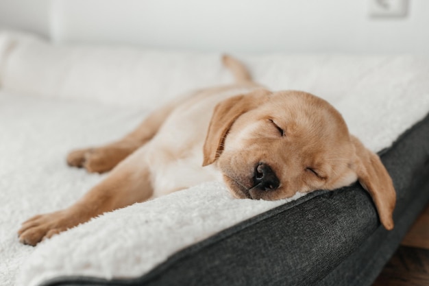 Un mignon chiot de labrador beige dort sur un canapé en accrochant son museau à des animaux de compagnie drôles.