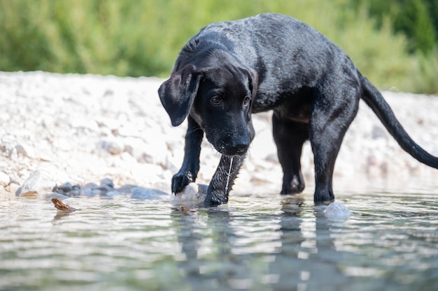 Mignon chiot labrador noir jouant dans la mer au bord de la mer