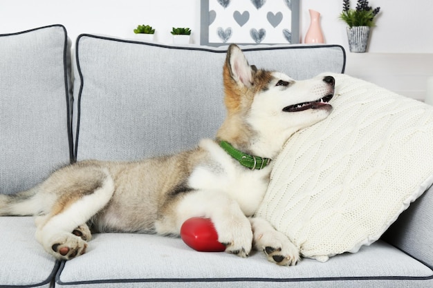 Un mignon chiot de Malamute d'Alaska sur le canapé de près