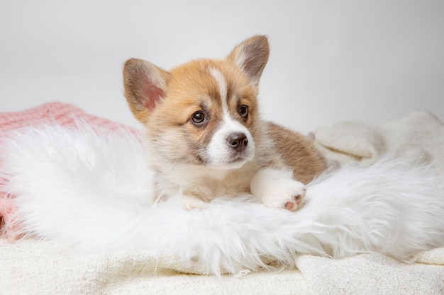 Mignon chiot Pembroke Welsh Corgi allongé sur une couverture de fourrure dormir