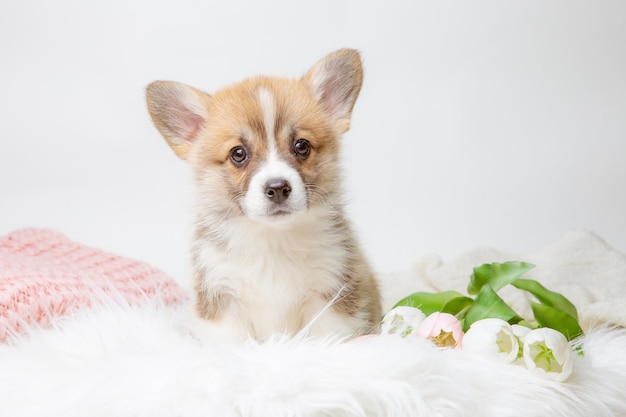 Mignon chiot Pembroke Welsh corgi avec des fleurs de printemps sur fond blanc