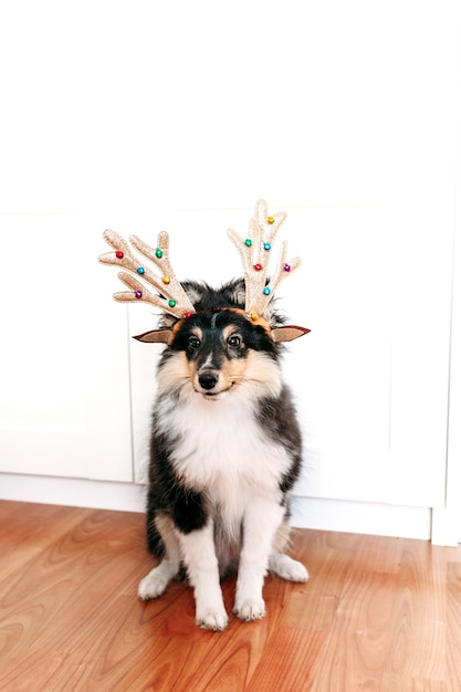 Mignon chiot Shelty avec des cornes de cerf de Noël