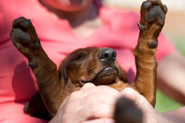 mignon chiot teckel rouge dormant en plein air