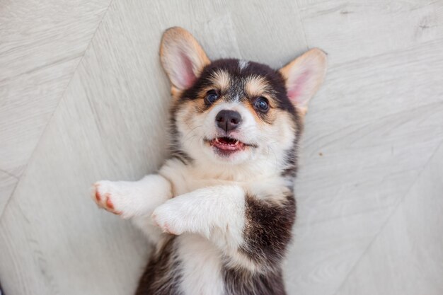 Mignon chiot Welsh Corgi Pembroke allongé sur le dos sur le sol en souriant