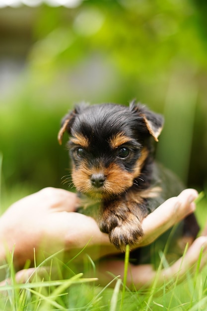 Un mignon chiot Yorkshire terrier est assis dans les bras du gars en regardant la caméra