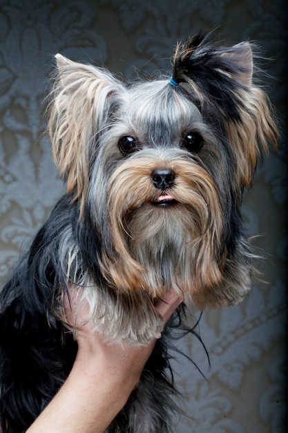 Mignon chiot Yorkshire Terrier