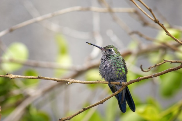 Mignon colibri abeille verte sur une branche avec du nectar dégoulinant de son bec