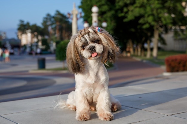 Mignon drôle de chien de race shih tzu à l'extérieur. Toilettage canin. Chien drôle à la ville