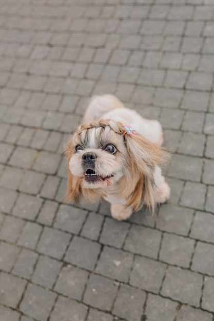 Mignon drôle de chien de race shih tzu à l'extérieur. Toilettage canin. Chien drôle à la ville