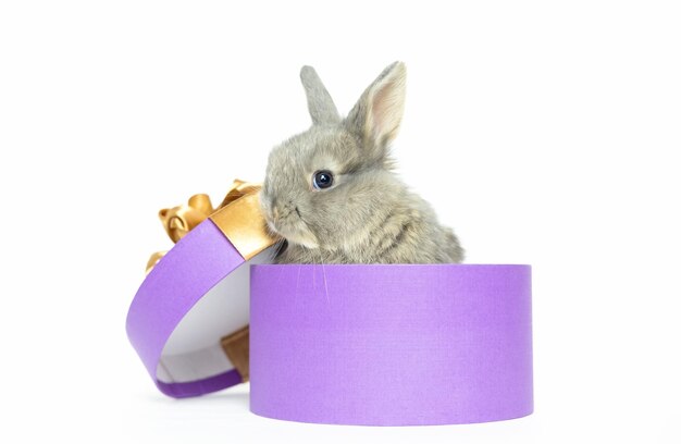 Mignon drôle de lapin décoratif au gingembre assis dans une boîte cadeau très violette de forme cylindrique en regardant la caméra sur fond blanc Espace de copie Animal de compagnie comme cadeau pour les vacances
