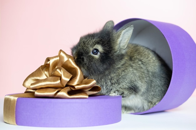 Mignon drôle de lapin décoratif au gingembre assis dans une boîte cadeau très violette de forme cylindrique en regardant la caméra sur fond blanc Espace de copie Animal de compagnie comme cadeau pour les vacances