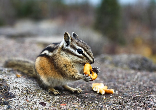 Photo un mignon écureuil à dos rayé qui mange sur des rochers en amérique du nord.