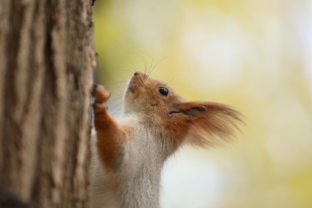 mignon écureuil roux sur l'arbre dans le parc