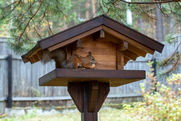 Un mignon écureuil roux mange des noix dans une mangeoire en bois Les animaux sauvages prennent soin de l'environnement