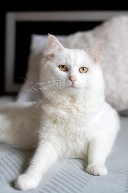 Mignon gros chat blanc allongé sur le lit avec des yeux tristes